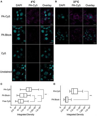 Bacillus anthracis Protective Antigen Shows High Specificity for a UV Induced Mouse Model of Cutaneous Squamous Cell Carcinoma